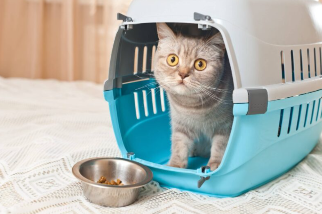 Top Picks for Cat Toys, Litter Boxes, and Essential Feline Supplies 2